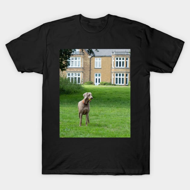 Dog with a ball playing in the park T-Shirt by fantastic-designs